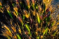 Small ears of wild barley in the sunset on the beach in Barcelona, Ã¢â¬â¹Ã¢â¬â¹Spain Royalty Free Stock Photo